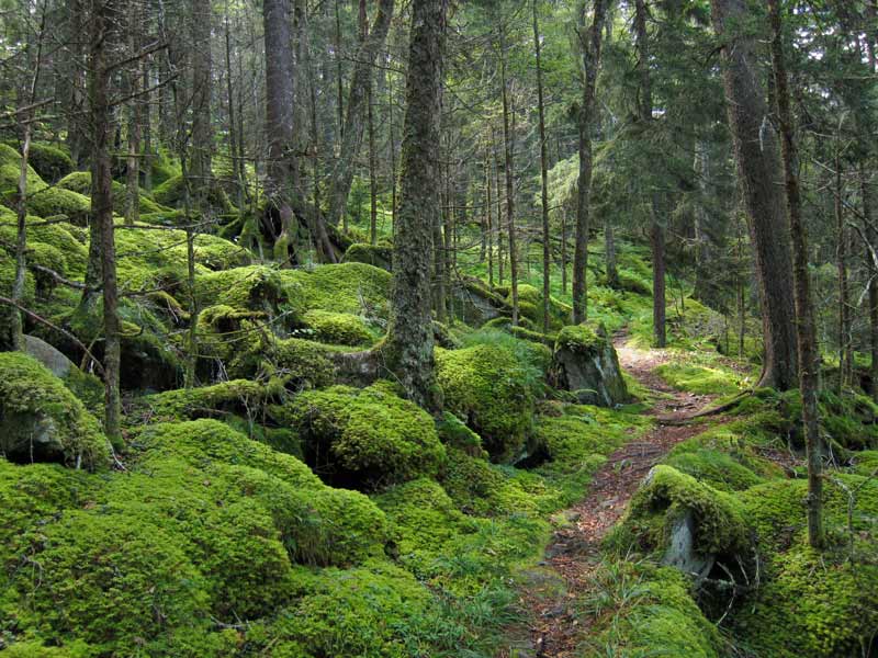 Photo of Baxter Creek Trail in the Great Smoky Mountains